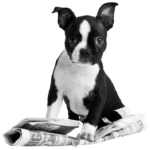 Newesletterhund