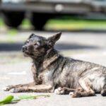 Streuner Hund liegt auf der Straße