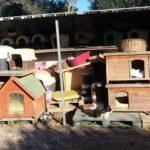 Katzenkolonie der L.I.D.A.