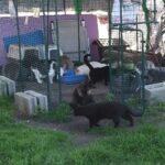 Sommergehege der Handicap Katzen