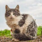 Zerzauste streunende Katze auf Sardinien