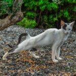 Abgemagerte Katze auf Sardinien