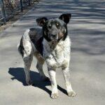 Streuner auf Sardinien