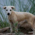 Kleiner Streunerwelpe auf Sardinien