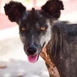 Streuner auf Sardinien