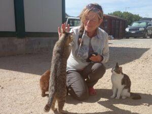 Picture of Katzen-Notfälle