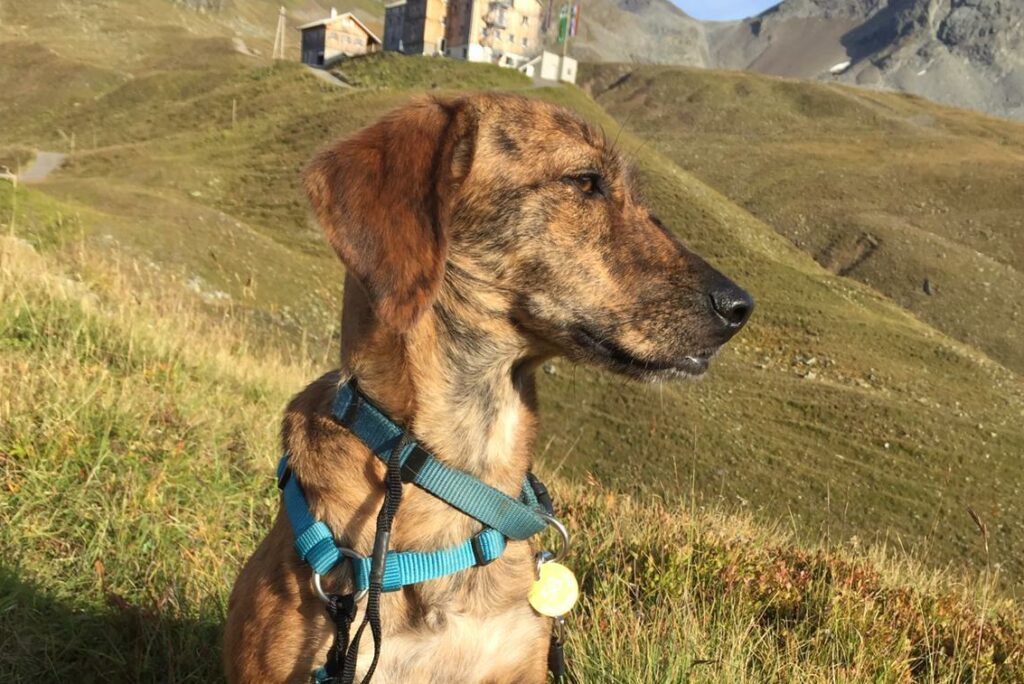 Segugio