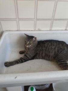 Ciccia3