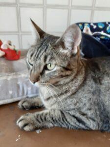 Ciccia5