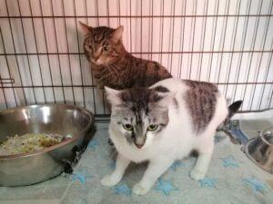 Haky und Misha