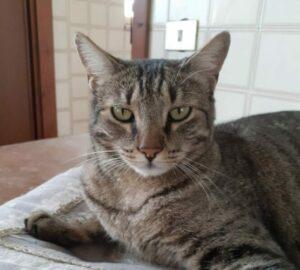 Ciccia