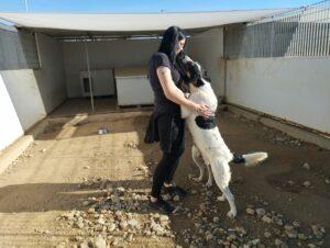 Hund in Vermittlung bei PfotenFreunde Sardinien e.V. - Shiro