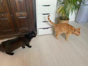 Milva home 3