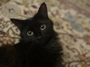 Milva single 1