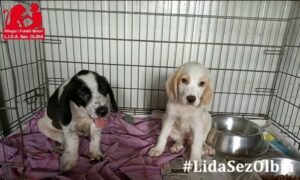 Nella.LIDA.2.B