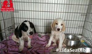 Nello.LIDA.2.B