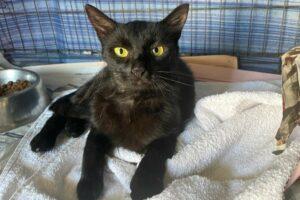 Pancho 7