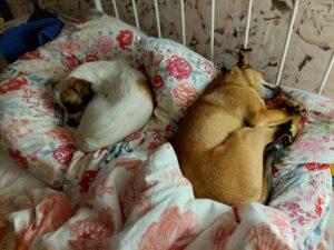 05.09.2022 Junas Bett - Ambra