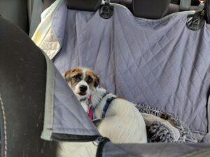 09.09.2022 Auf dem Weg zu Tierärztin liegen - Ambra