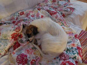 09.09.2022 Couch, Tierarztbesuch ist anstrengend - Ambra