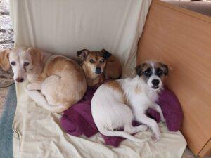 15.09.2022 Home Office mit Stell und Junas - Ambra