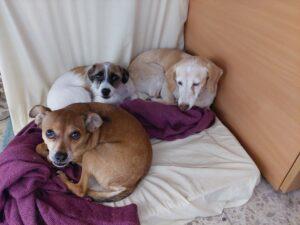 16.09.2022 Home Office mit Junas und Stella - Ambra