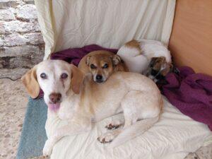 22.09.2022 HO Junas und Stella 2 - Ambra