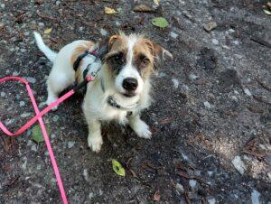 27.09.2022 Ambra im Wald