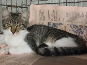 Aldina 2