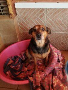 Hund in Vermittlung bei PfotenFreunde Sardinien e.V. - Minnie und Birba