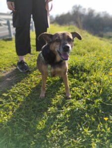 Hund in Vermittlung bei PfotenFreunde Sardinien e.V. - Minnie und Birba