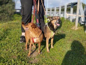 Hund in Vermittlung bei PfotenFreunde Sardinien e.V. - Minnie