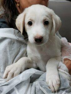 Cheddar_2