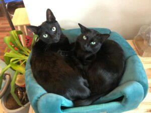 Lilly und Jessy 24.1