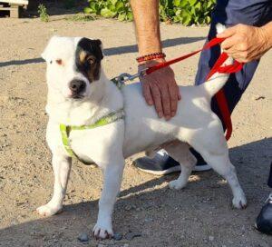 Hund in Vermittlung bei PfotenFreunde Sardinien e.V. - Manolo