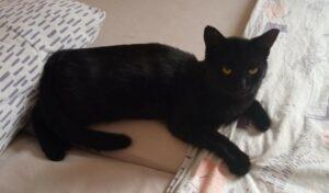 Pancho neu 4-9.11.