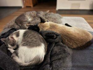 Santina und ihre Jungs