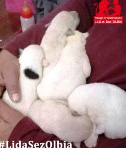 Welpen.aus.dem.Sack.LIDA3B