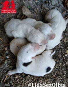 Welpen.aus.dem.Sack.LIDA.B