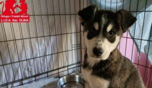 Hund in Vermittlung bei PfotenFreunde Sardinien e.V. - Akito