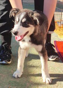 Hund in Vermittlung bei PfotenFreunde Sardinien e.V. - Akito