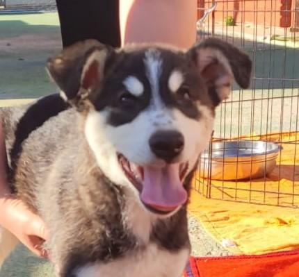 Hund in Vermittlung bei PfotenFreunde Sardinien e.V. - Akito