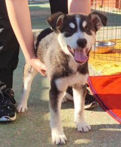Hund in Vermittlung bei PfotenFreunde Sardinien e.V. - Akito