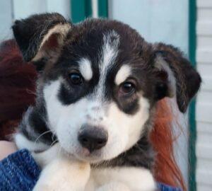 Hund in Vermittlung bei PfotenFreunde Sardinien e.V. - Akito