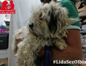 Chicco-LIDA2B