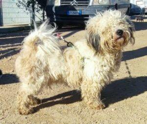 Hund in Vermittlung bei PfotenFreunde Sardinien e.V. - Chicco