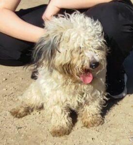Hund in Vermittlung bei PfotenFreunde Sardinien e.V. - Chicco