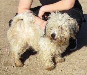 Hund in Vermittlung bei PfotenFreunde Sardinien e.V. - Chicco
