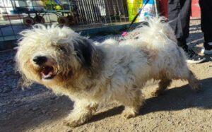 Hund in Vermittlung bei PfotenFreunde Sardinien e.V. - Chicco