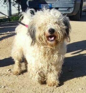 Hund in Vermittlung bei PfotenFreunde Sardinien e.V. - Chicco